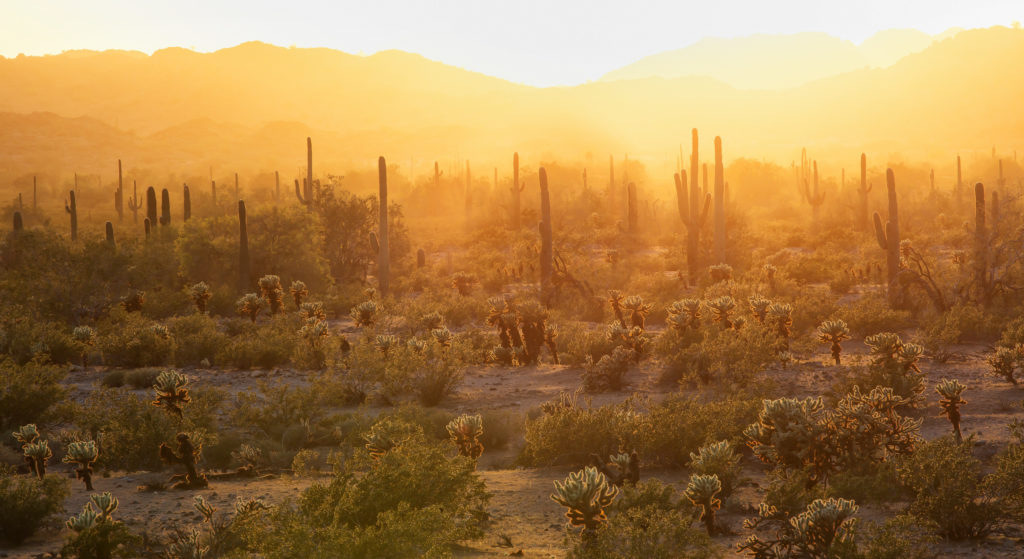 Sonoran Desert by Bob Wick