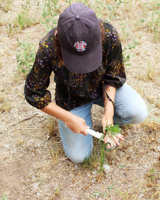 Seed Comb