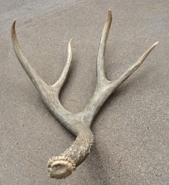 Mule Deer Antler