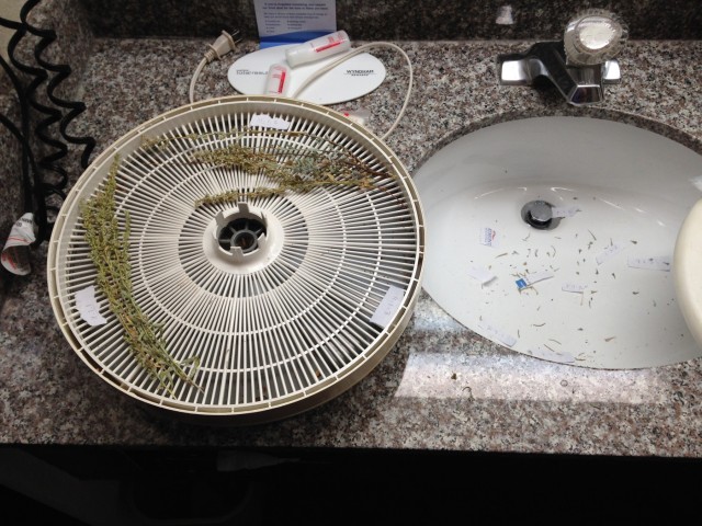 Jeff Ferguson spent his days collecting plant samples from remote corners of the study area, and nights drying them in a food dehydrator in his hotel bathroom.
