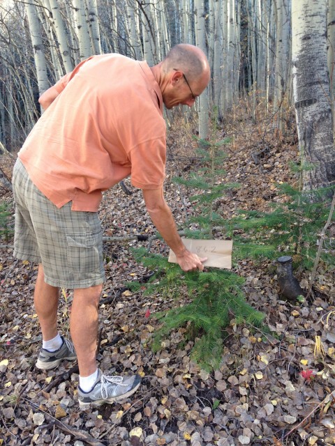 A Plant Sampling