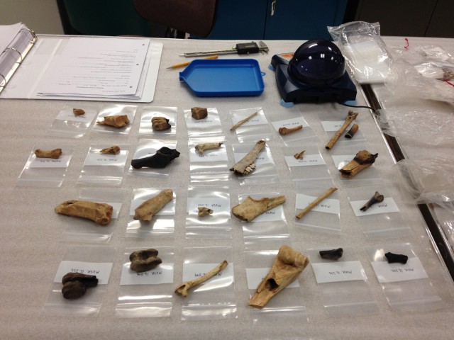 Deer, turkey, and jackrabbit bones wait patiently in line for their turns to be measured, weighed, photographed, and finally have a 0.25g (less than 1cm<sup>2</sup>) sample removed for chemical analysis. Because most of them were already broken, choosing an area to sample that wasn’t essential for things like species-level identification was relatively easy.