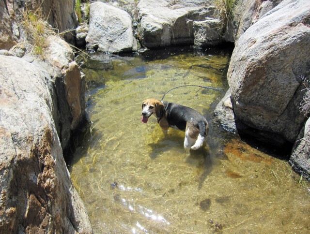 Snoop Dog cools off in one of the pools at Catalina State Park