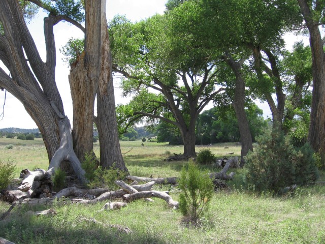 Cottonwoods around Mule Creek. Note the lack of blowing dust.