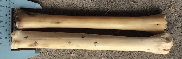 These are two deer metacarpal bones. The top one is from the left leg of a juvenile. The lower bone is from the right leg of an adult, and has a crack in it (see arrows). The upper bone is fresher and a good choice for making an awl. The lower cracked bone could work, but you would need to work around any cracks.