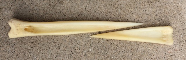 The two halves of the above bone after grinding, but prior to drilling and polishing.