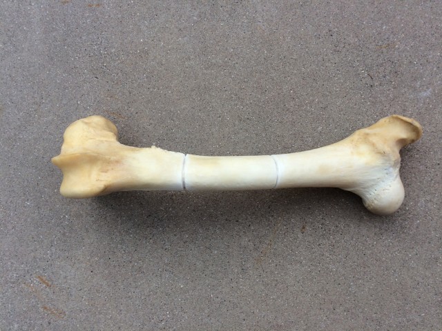 Elk Femur