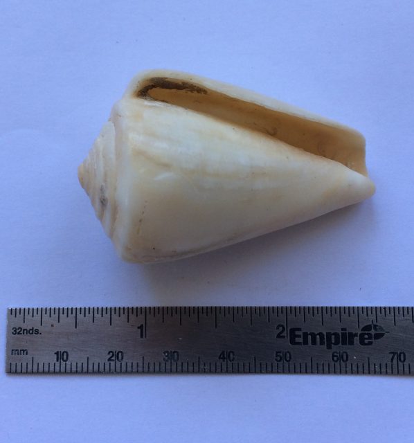 Conus Shell Before Grinding