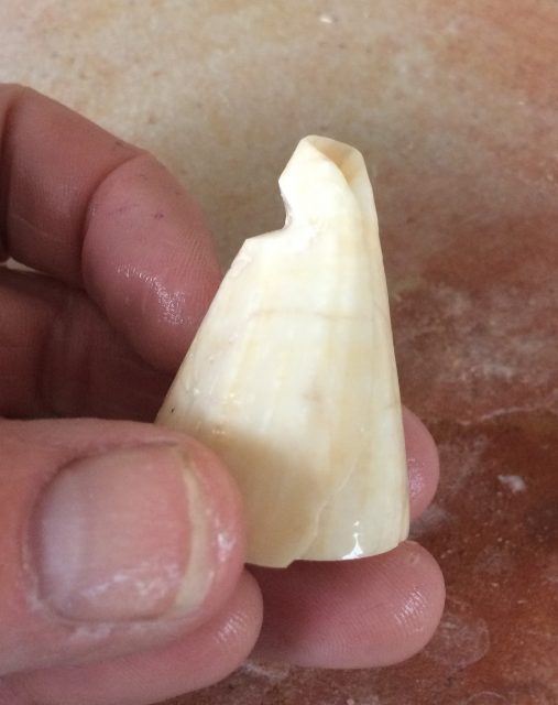 Notched Shell