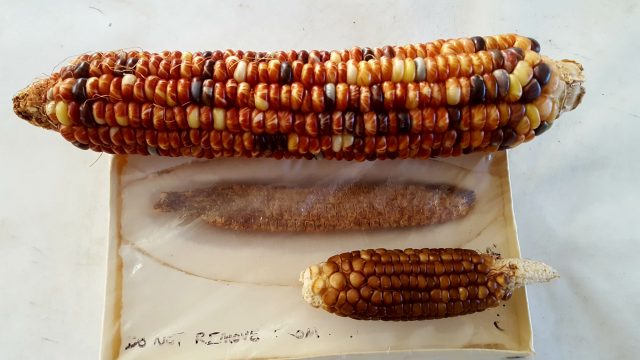 An ancient corn cob (center) from ASM teaching collection and two modern ears of native corn varieties
