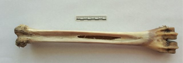 Moose Bone Scraper Tool