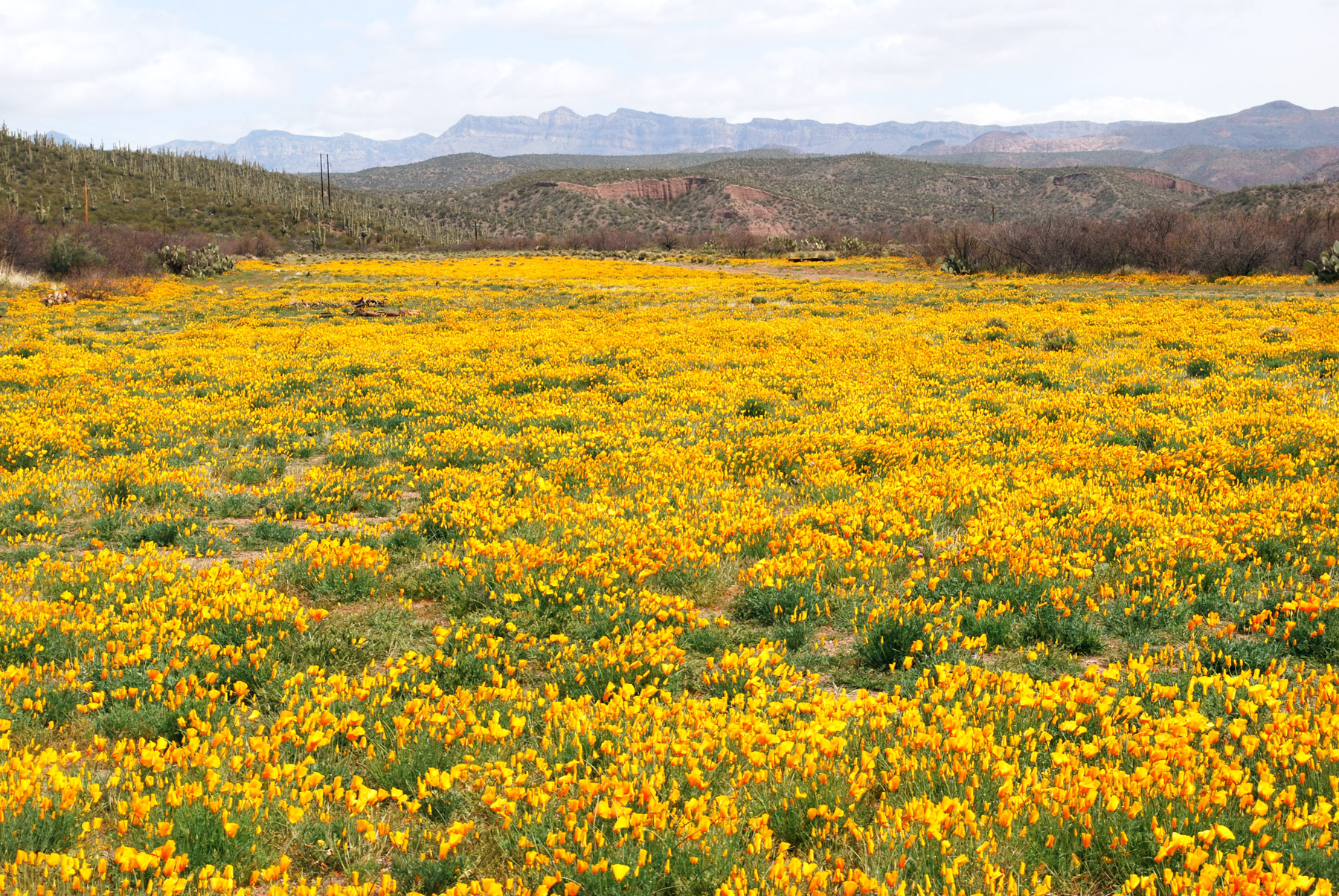San Pedro Valley in bloom. Photo by Bernard Siquieros.