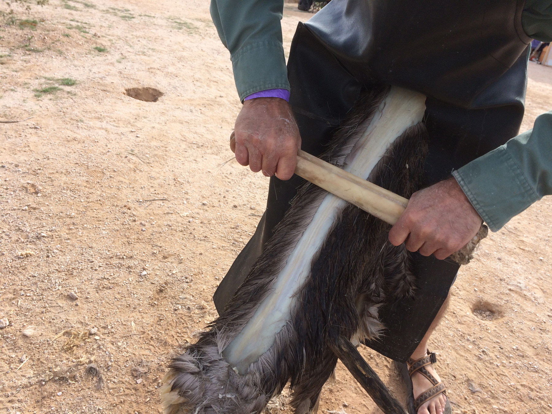 In this photo, I am beginning to scrape the hair and top layer of skin off my hide.