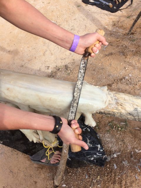 Student wringing out a hide.