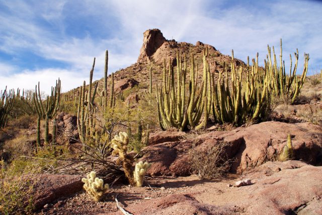 Organ Pipe