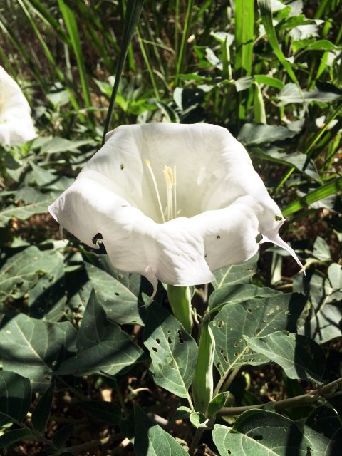 Sacred Datura