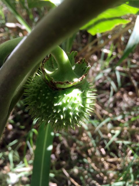 Nightshade Seed Pod