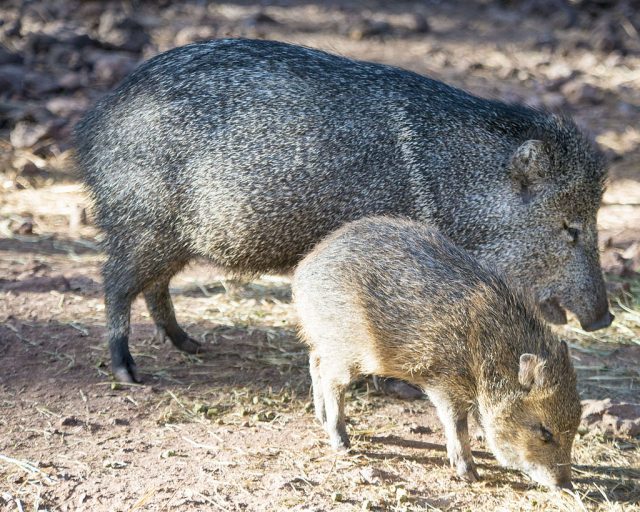 Javelina. By ed ouimette, courtesy of Wikimedia Commons