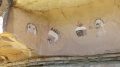 Zuni Rock Art