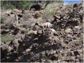 Pronghorn