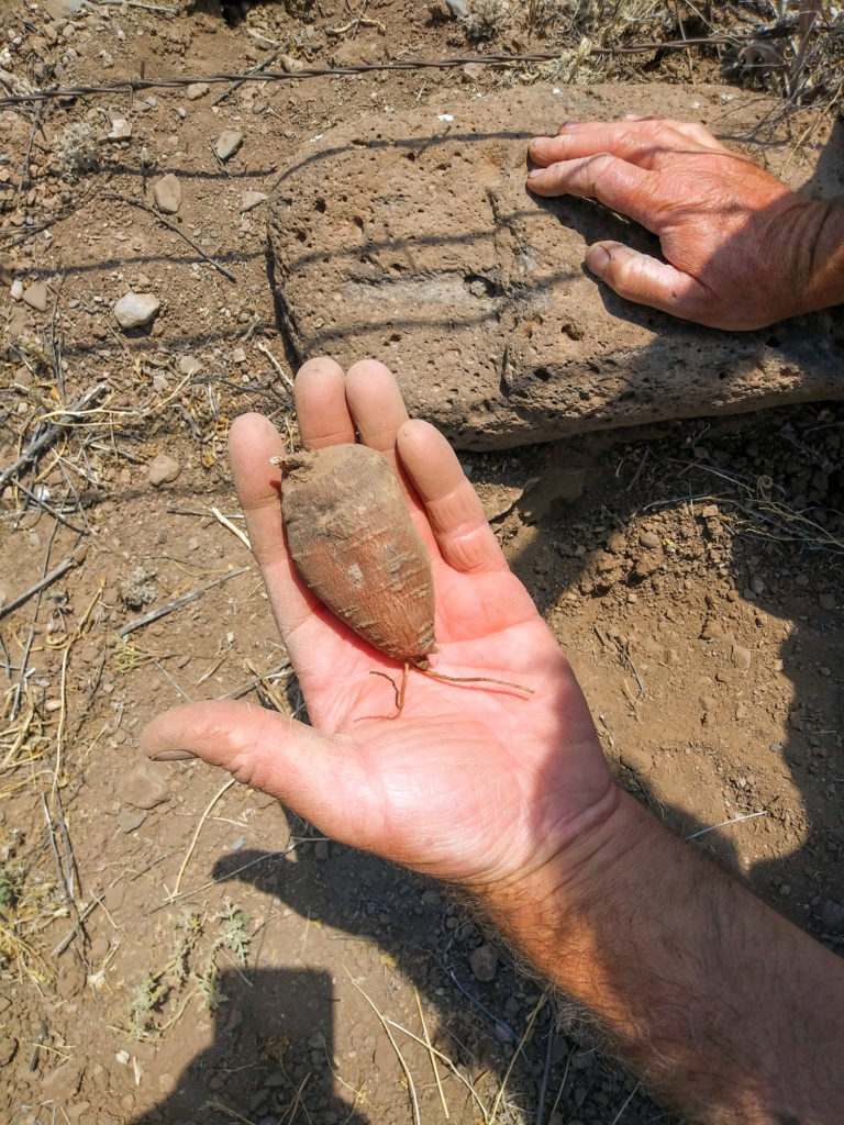 Wild rhubarb root