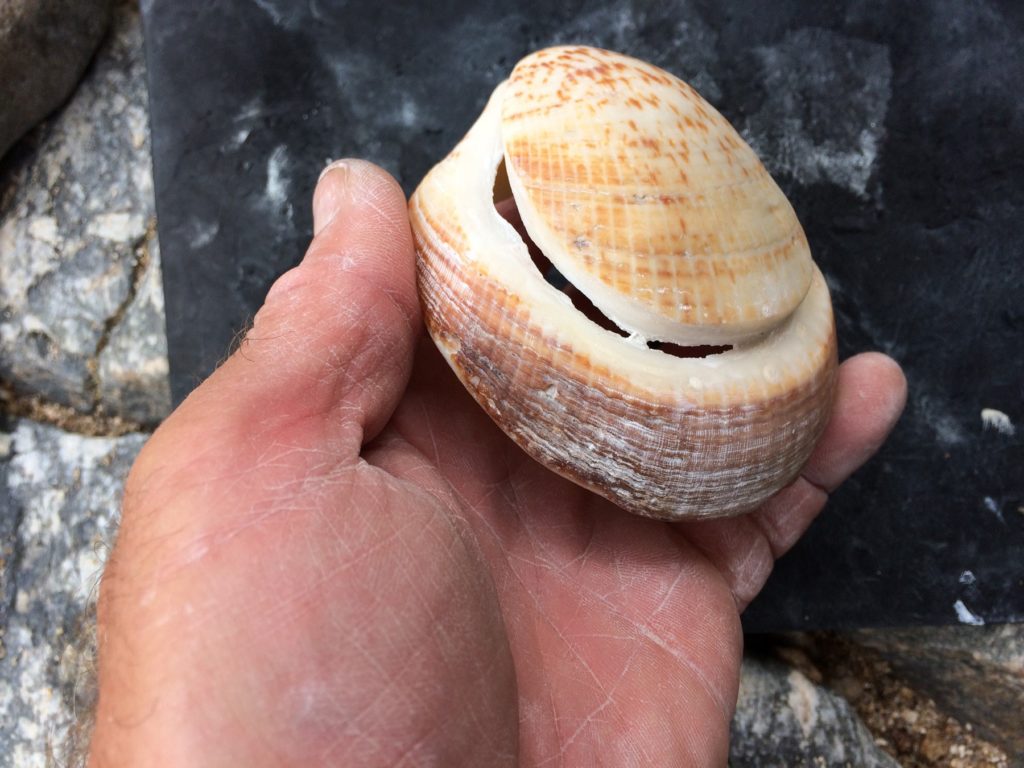 Cut Shell