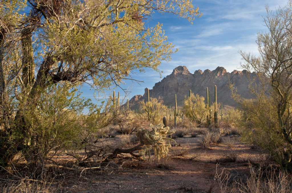 Ironwood Forest National Monument. Image: Bob Wick, courtesy of the BLM