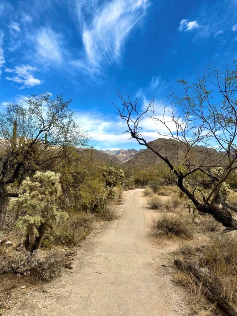 My first time on the trail in Sabino Canyon, Tucson, January 2025.