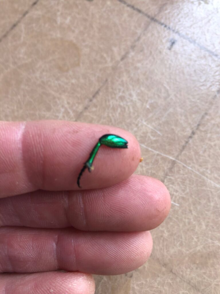 An iridescent green fig-eater beetle hind leg held on a human fingertip.