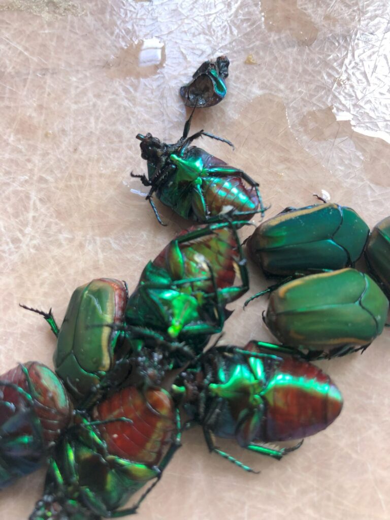 A pile of iridescent green fig-eater beetle carcasses.