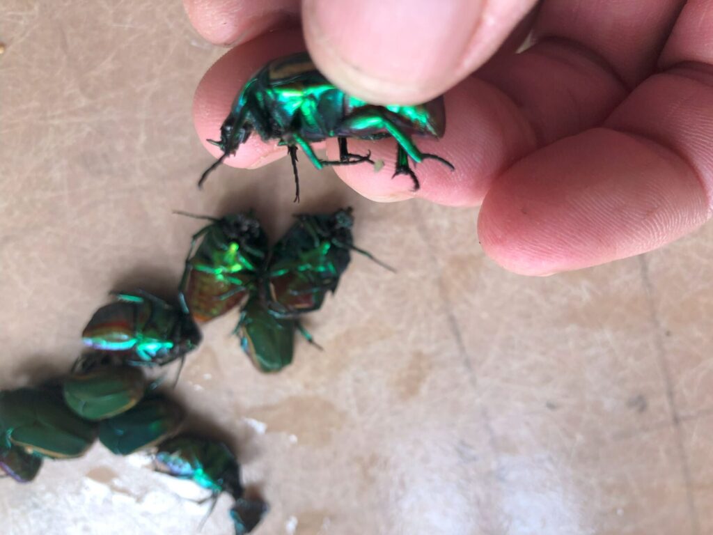 Several iridescent green fig-eater beetle carcasses. A human hand is holding one up so that it is shown in profile.