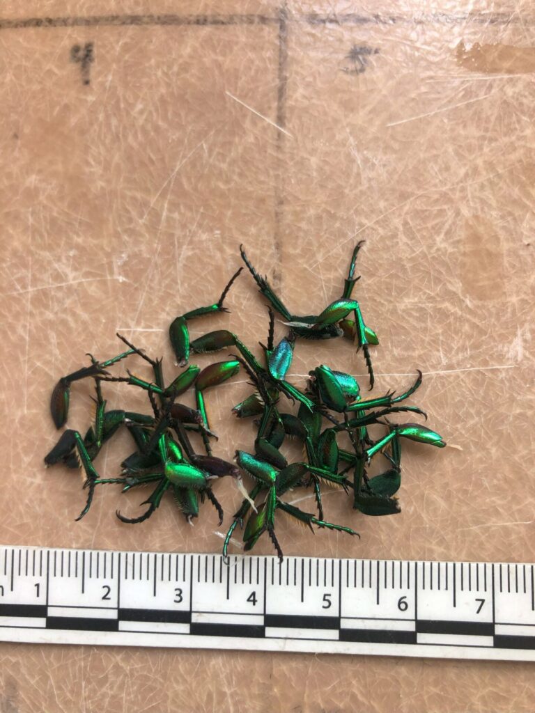 A pile of iridescent green beetle hind legs.