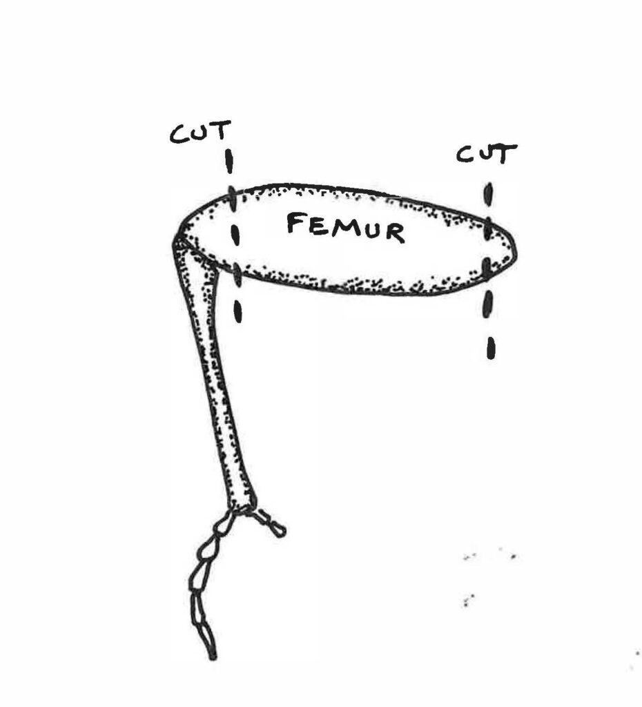 I drew a diagram to show you how to cut the legs into beads. Cut a little bit back from the proximal and distal ends of the femur. This will allow for a larger end to run your cordage through.