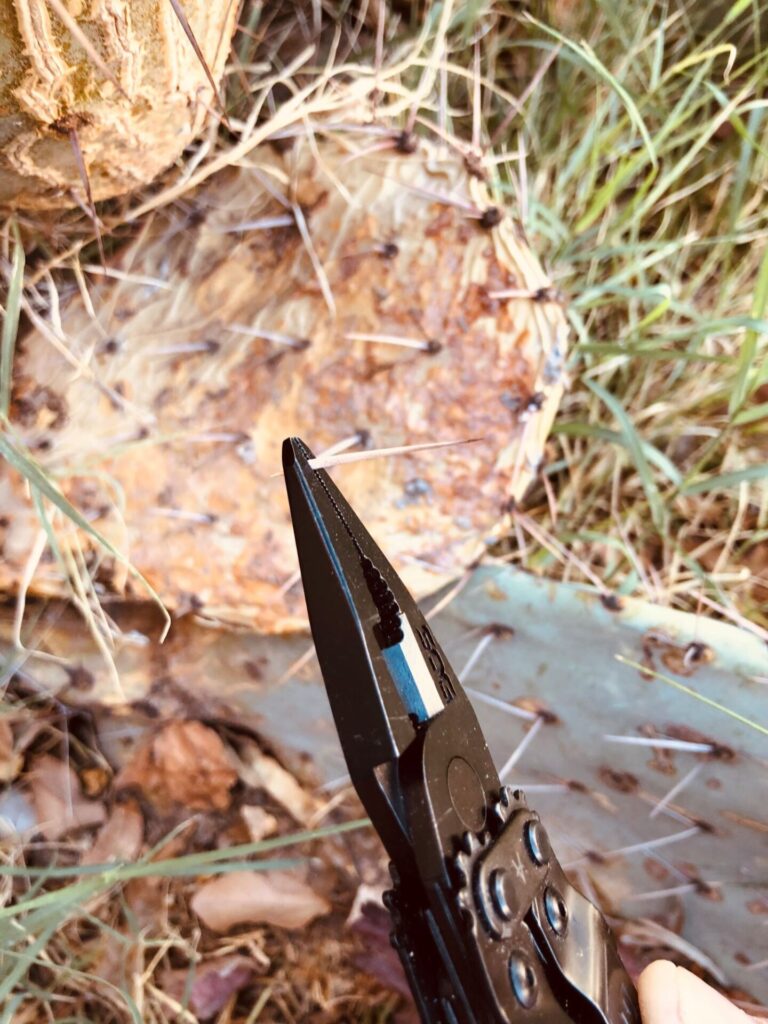 Pliers are being used to pull spines from a dried pprickly peard pad.