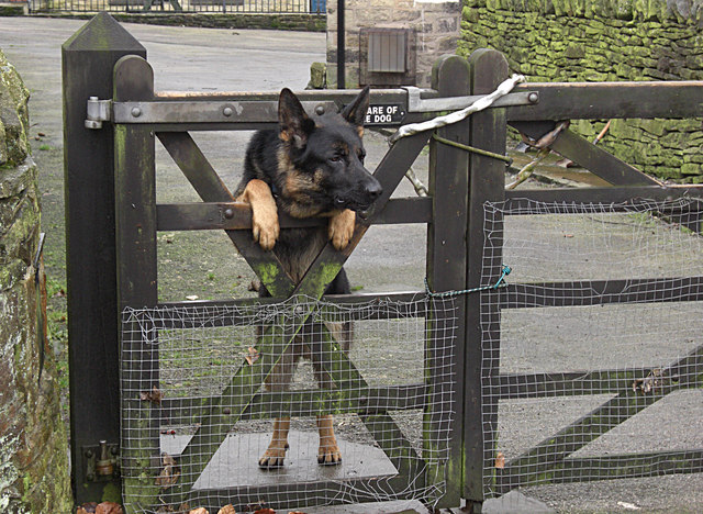 Guard dog. Image: michael ely courtesy of Wikipedia