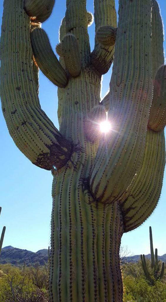 Saguaro cacti are immense, and are one of the defining characteristics of the Sonoran Desert. It’s hard for me to not think of them as having their own lives and personalities.