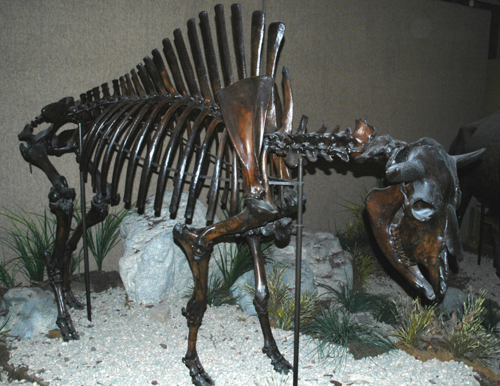 <em>Bison antiquus</em> skeleton. These animals were considerably larger than <em>Bison bison</em>. Image: James St. John, courtesy of Wikipedia