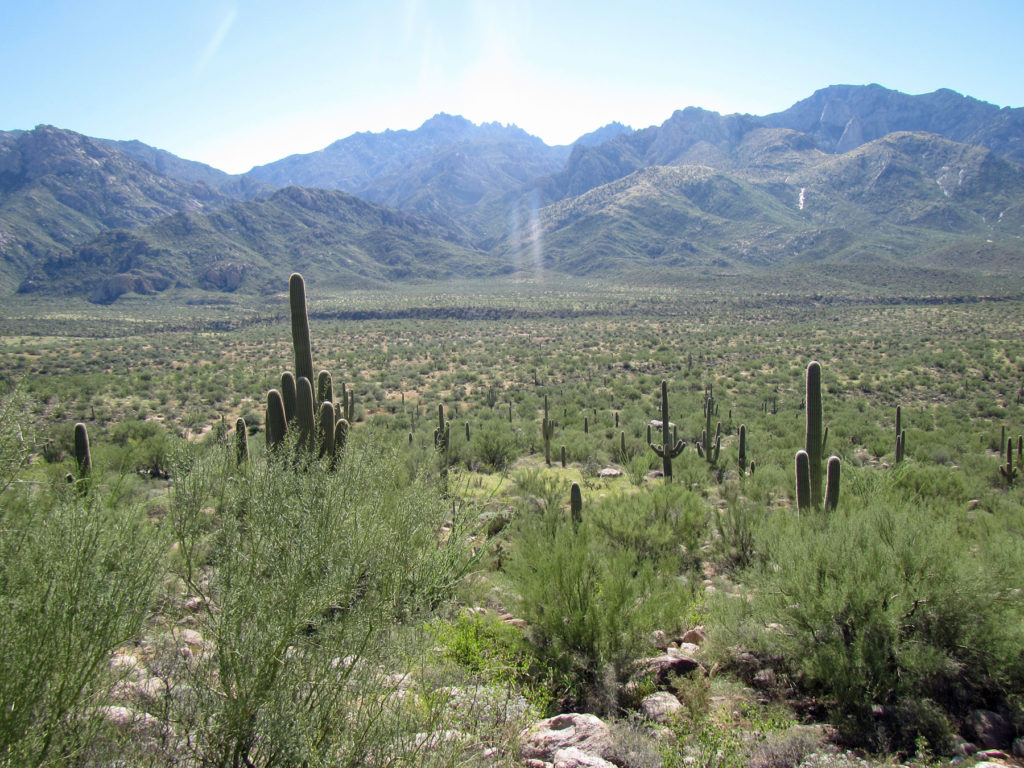 A view toward the Santa Catalina Mountains shows a park “greened up” from summer and early fall rains. In the mid-foreground of this photo is a dense patch of buffelgrass.