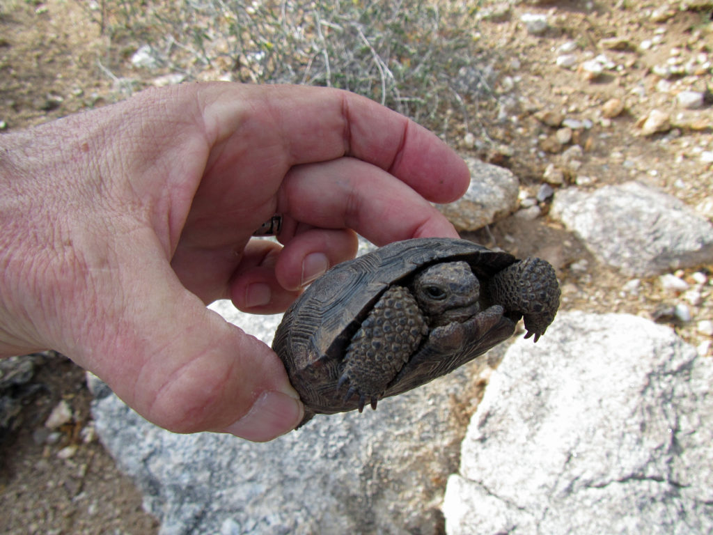 This young female desert tortoise was traveling through the steep, rocky area where buffelgrass is most abundant when I spotted her. In addition to saguaros, desert tortoises are another iconic part of the desert landscape threatened by buffelgrass.
