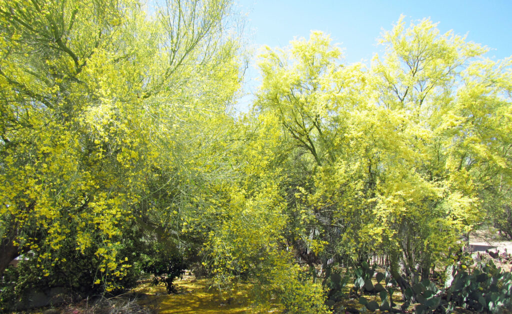 A copse of palo verde trees in flower in spring in a residential area of Tucson, Arizona.