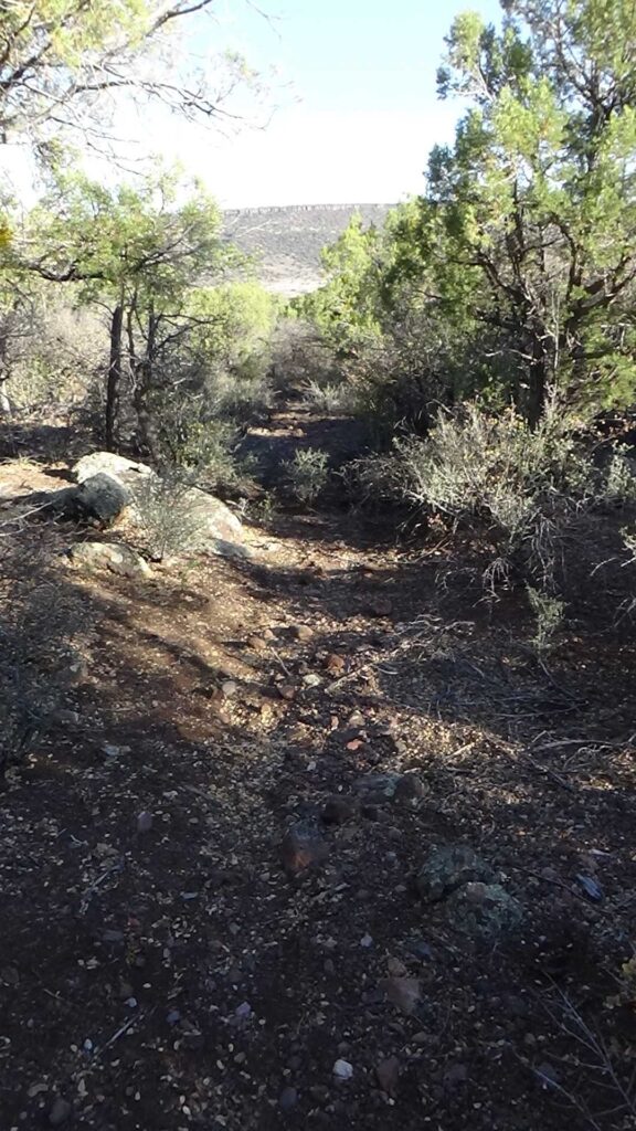 This image shows an ancient foot trail through a forested area on White Mountain Apache Tribal lands in southeastern Arizona.