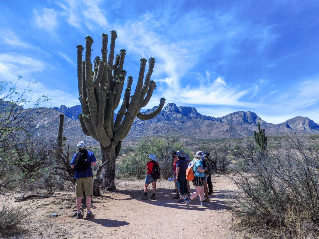 Giant saguaro at Catalina State Park