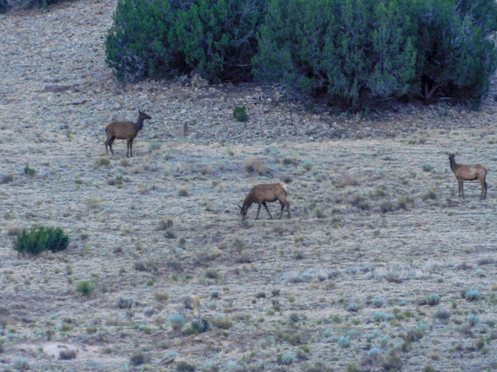 Elk grazing