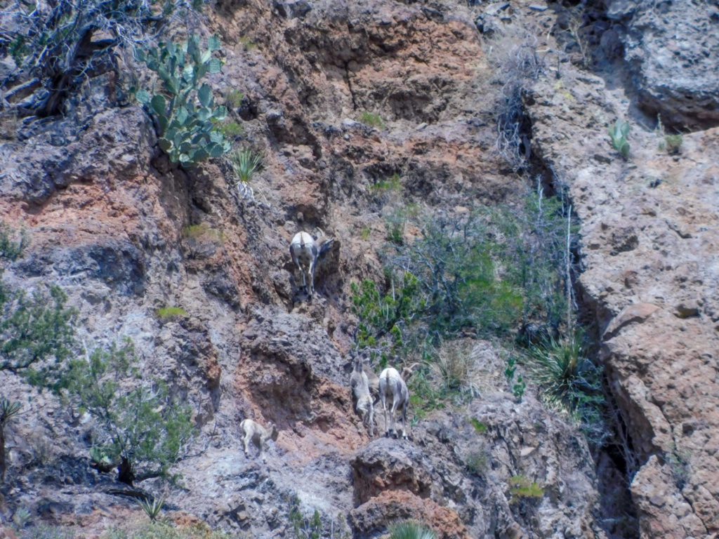 Bighorn sheep ewes and lambs climbing the cliff faces above the San Francisco River. Image: Ray Mills