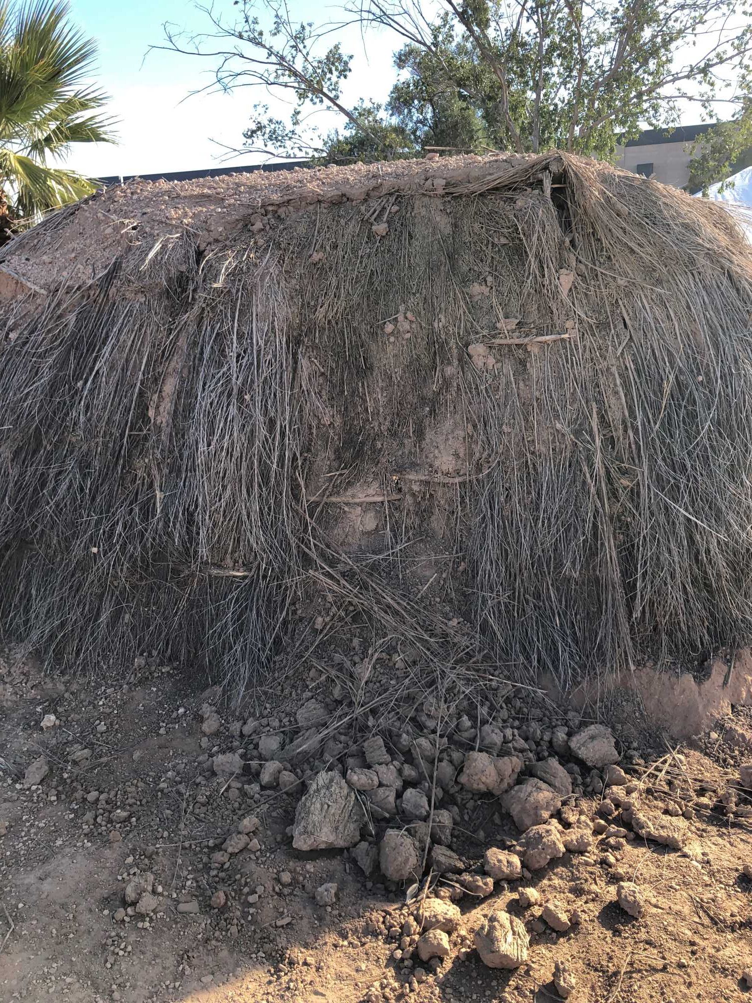 Weather-related damage to the replica O'odham pithouse. The brush and adobe have caved in and part of the roof has crumbled away. The crew has begun taking off more of the roof adobe.