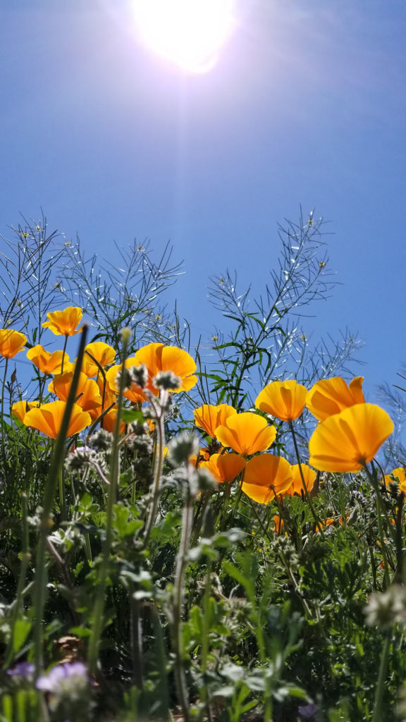 The sky is almost always blue here, and in the springtime, wild flowers like these Desert Poppies dot the desert floor with vibrant color.