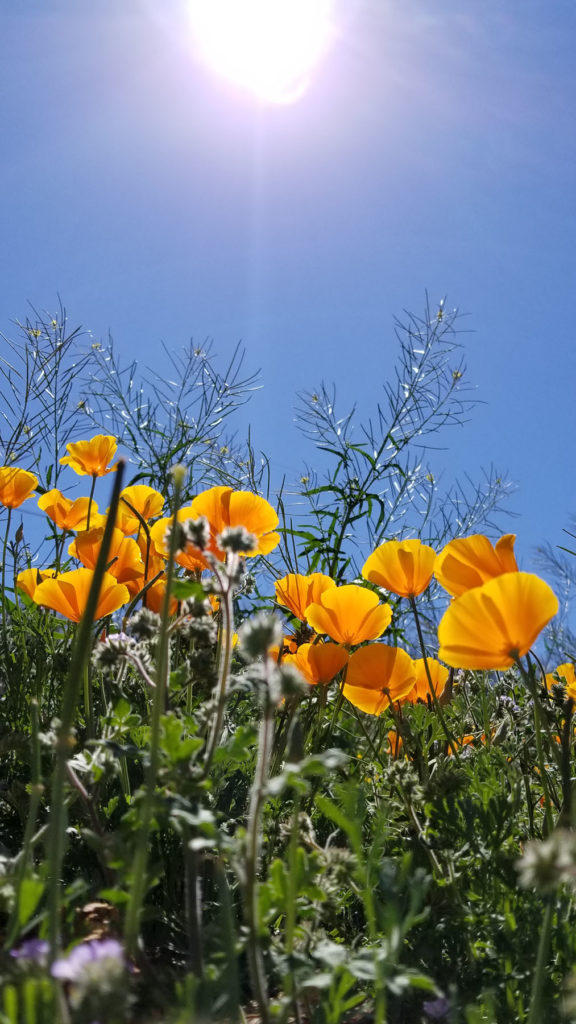 Desert Poppies