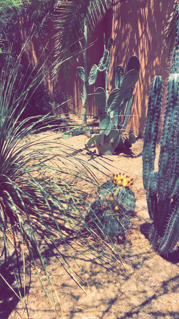Desert flora