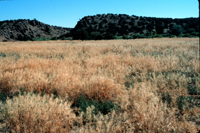 Tansy mustard (<em>Descurainia pinnata</em>) patch near Show Low Arizona, spring 2003.