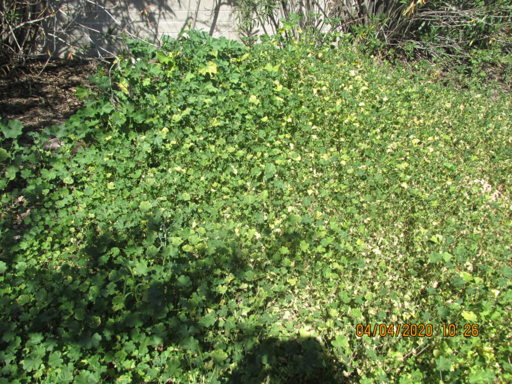 Cheeseweed (<em>Malva neglecta</em>) in Adams backyard, March 2020.